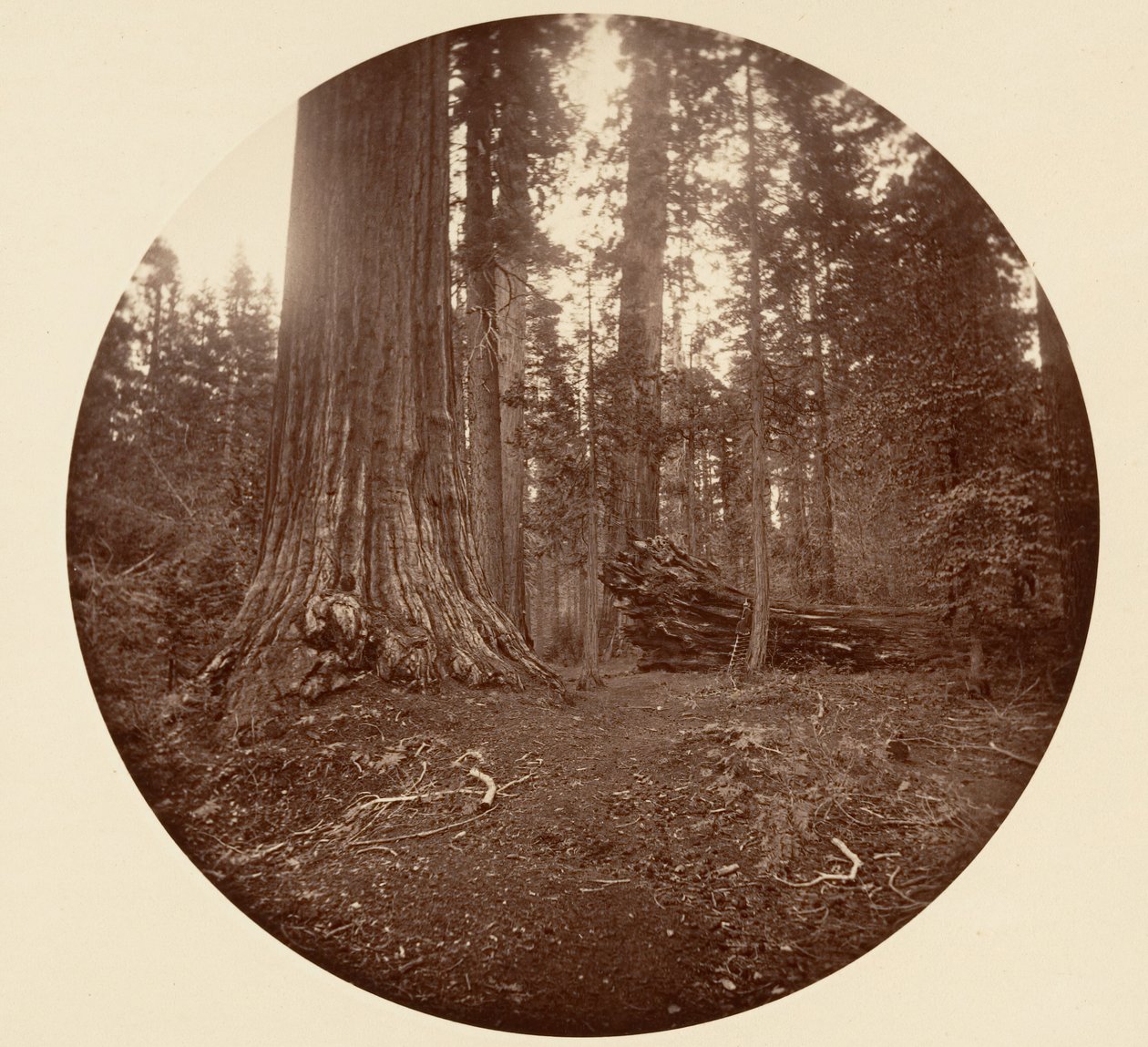 De Vader van het Woud - C. Grove door Carleton Emmons Watkins