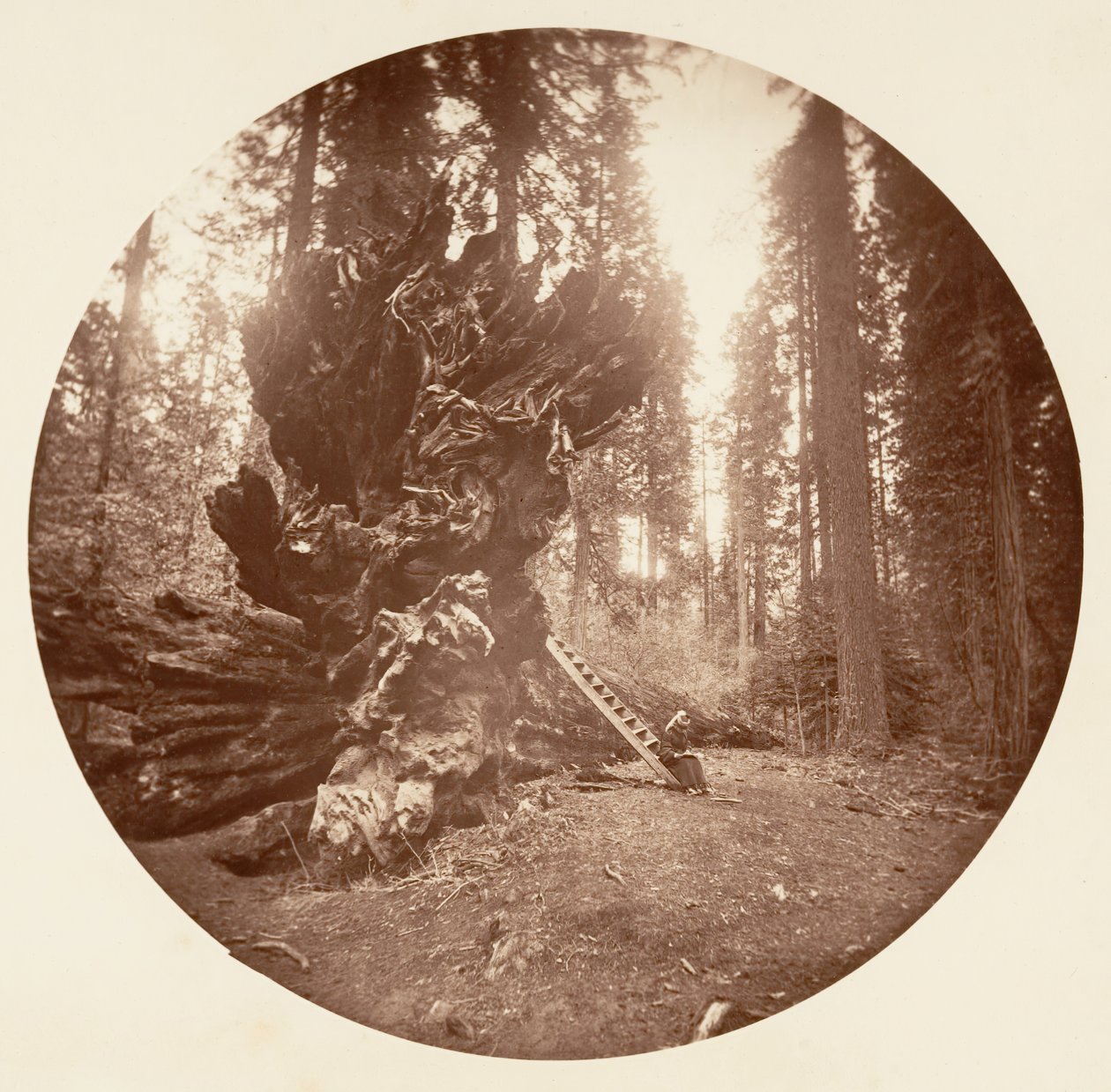 De vader van het bos - De achterkant van het paard. Calaveras Grove door Carleton Emmons Watkins