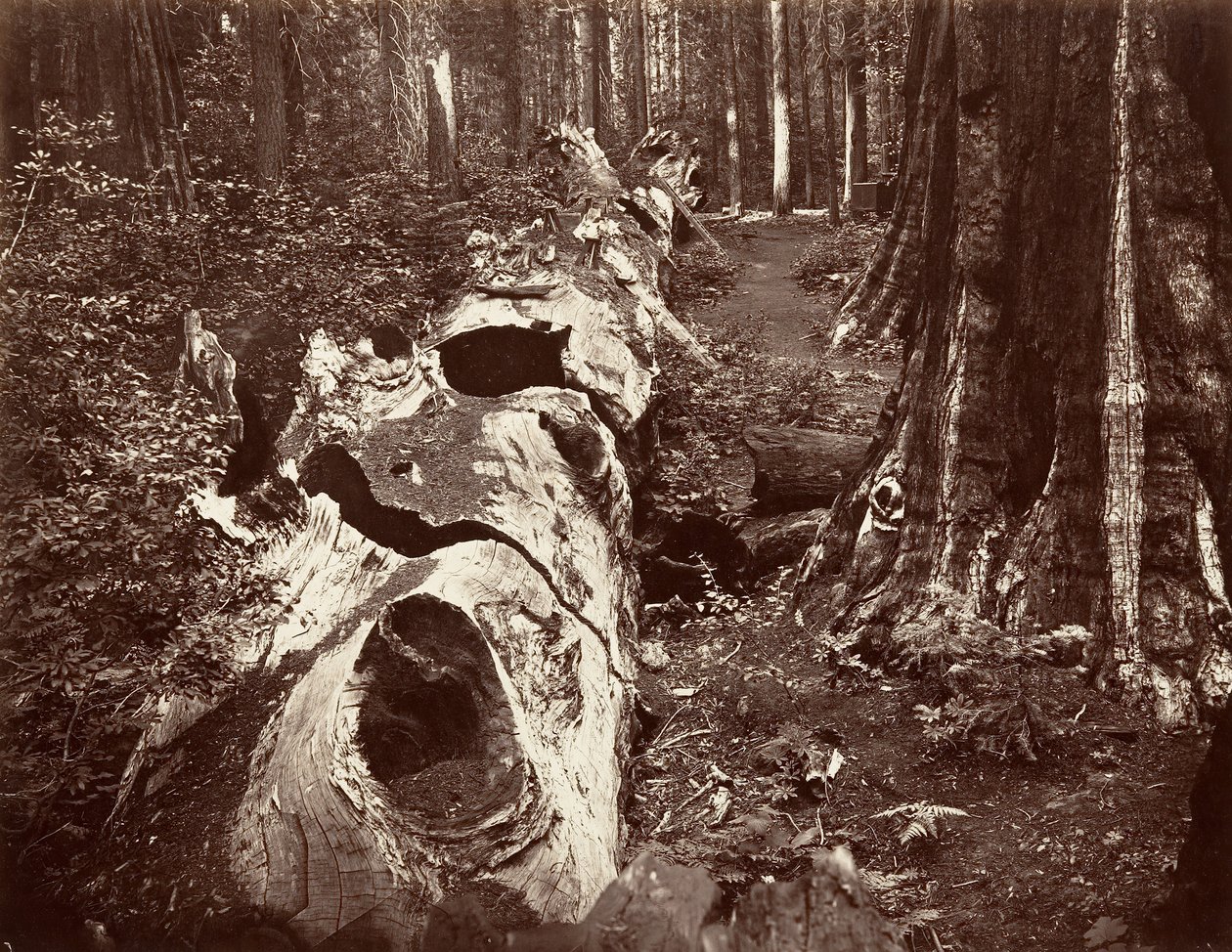De Vader van het Woud door Carleton Emmons Watkins