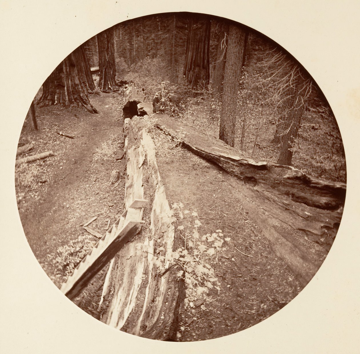 De Vader van het Woud 450 Ft Lang, C. Grove, ca. 1878 door Carleton Emmons Watkins