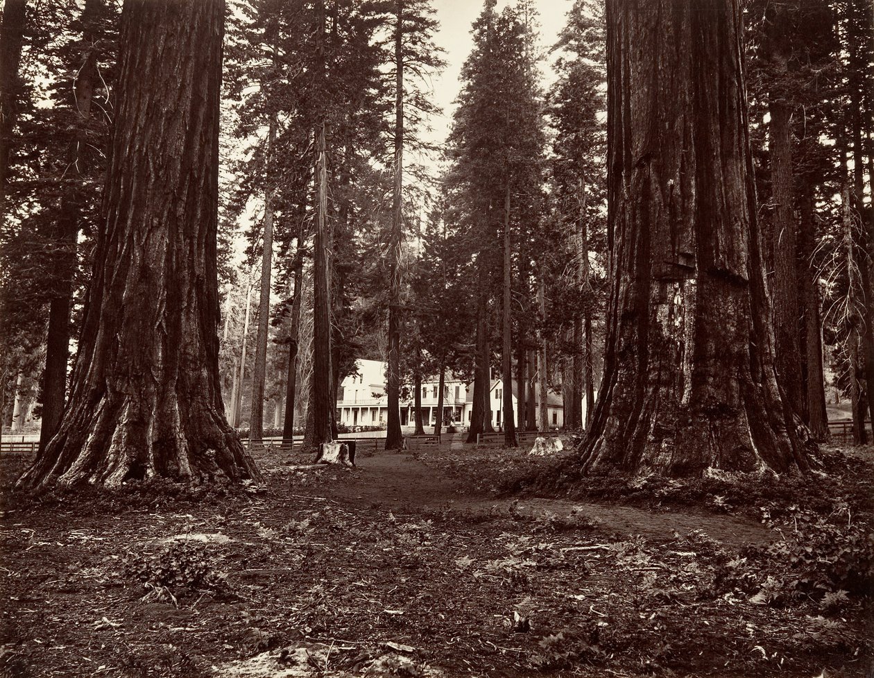 Het Hotel van Mammoth Grove, ca. 1872, gedrukt ca. 1876 door Carleton Emmons Watkins