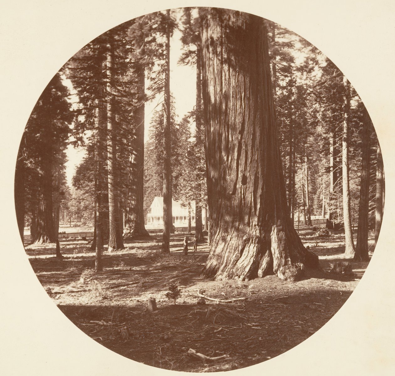 Het Mammoth Grove Hotel vanuit het Grove - Calaveras door Carleton Emmons Watkins