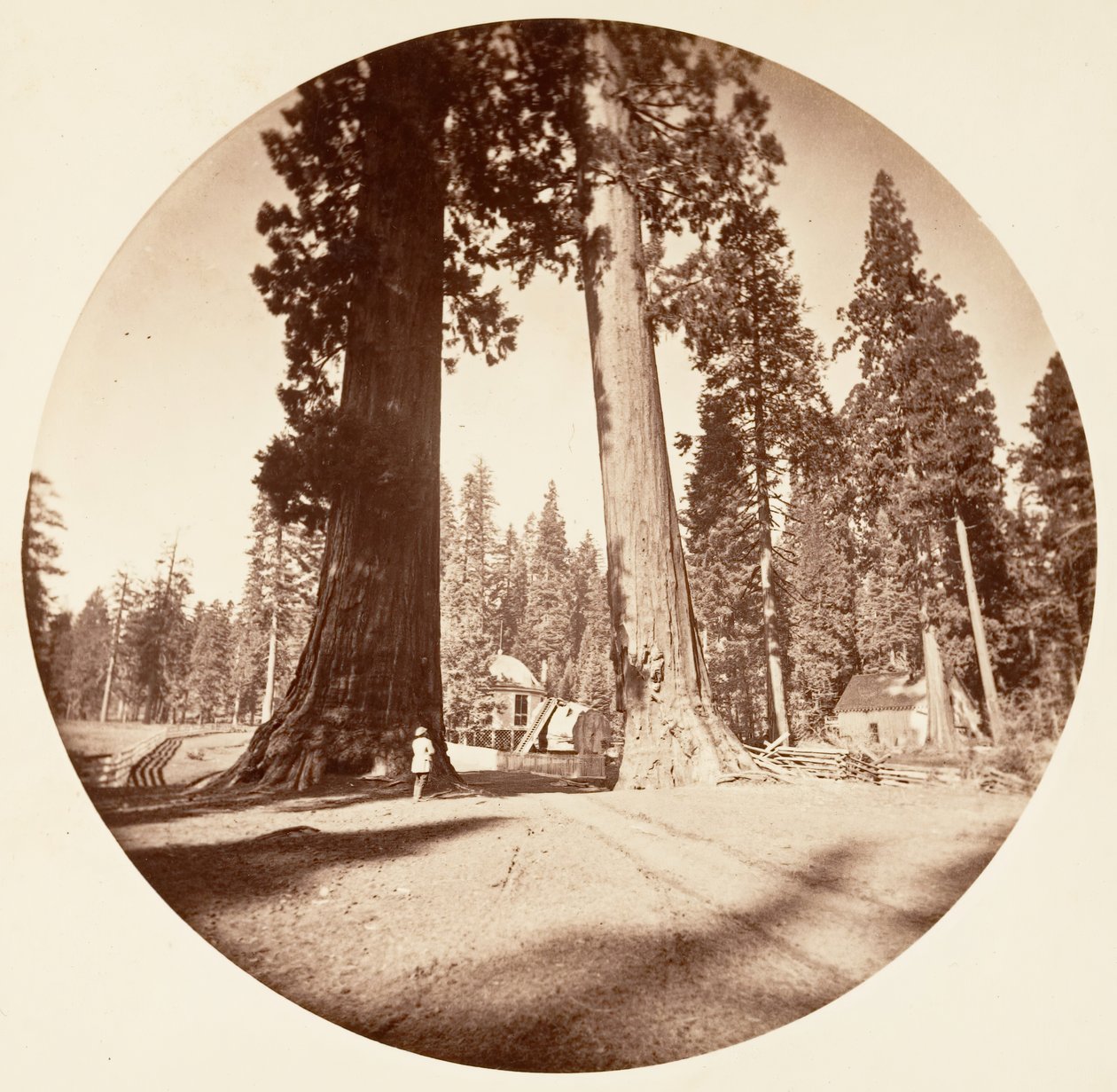 De wachters - Calaveras Grove, ca. 1878 door Carleton Emmons Watkins