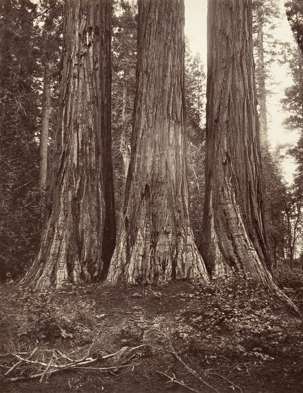 De drie Gratiën door Carleton Emmons Watkins