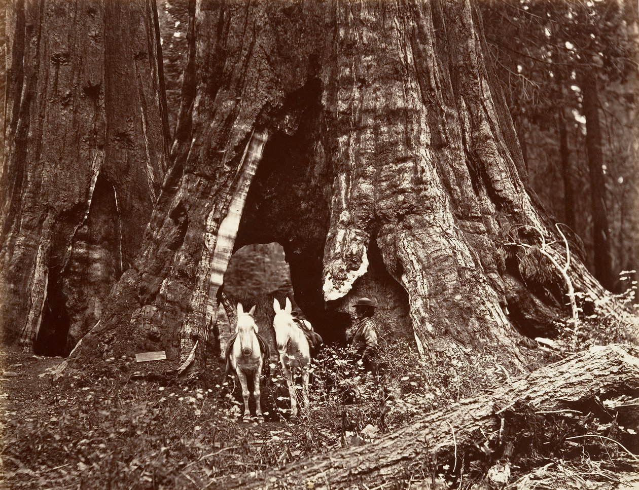 De driepoot, 94 voet omtrek, 1865-66, gedrukt ca. 1876 door Carleton Emmons Watkins