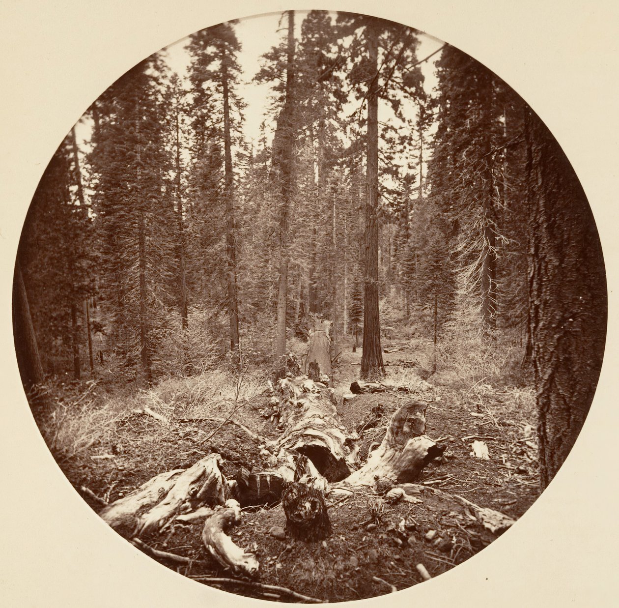 [Yosemite National Park, Californië], ca. 1878 door Carleton Emmons Watkins