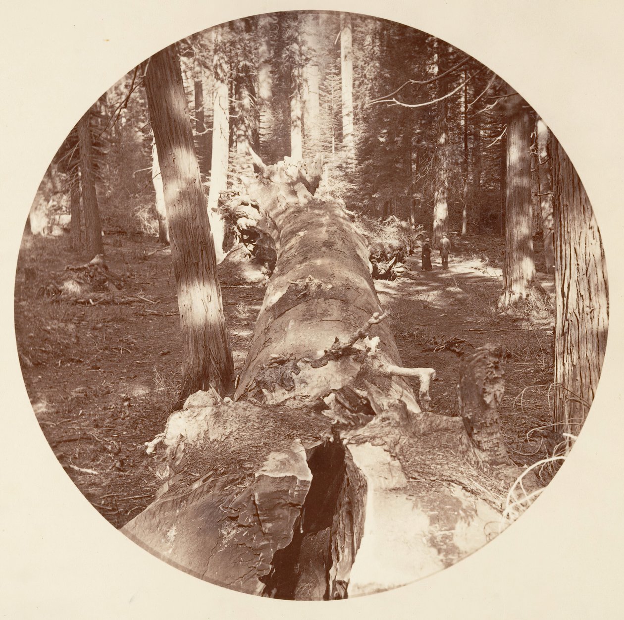 [Yosemite National Park, Californië], ca. 1878 door Carleton Emmons Watkins