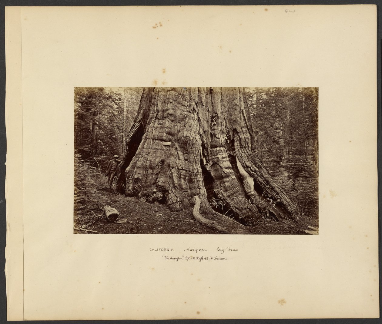 [Californië - Mariposa grote bomen, "Washington" 270 ft. hoog, 92 ft. omtrek]. door Carleton Watkins