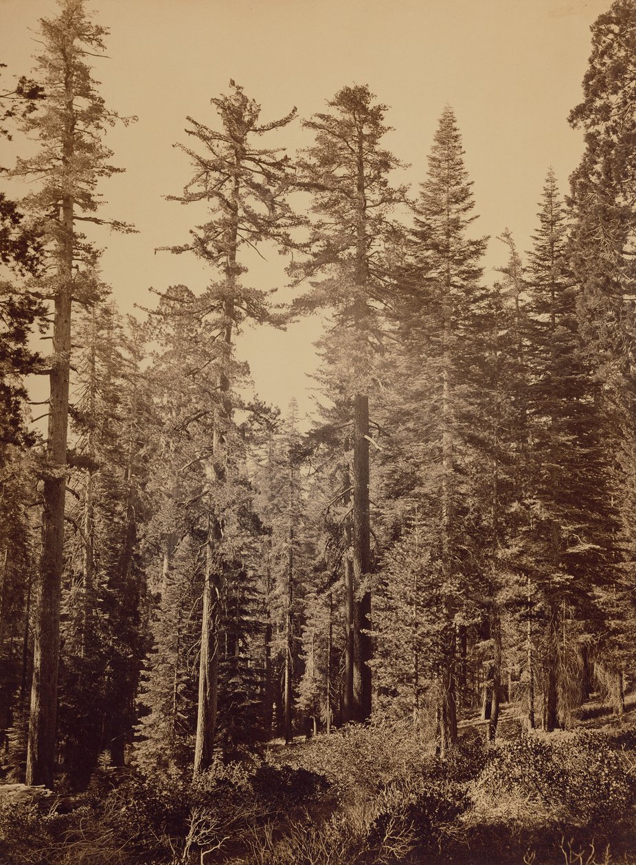 [Bosgezicht] / [Suikerdennen]. door Carleton Watkins