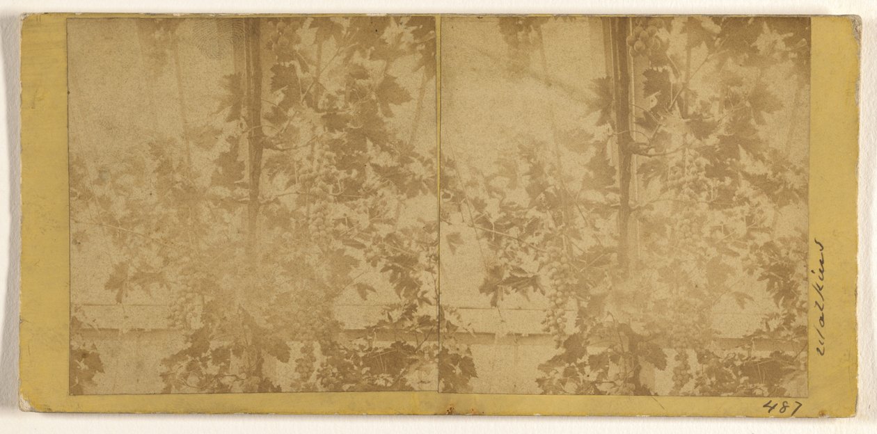 Weinreben door Carleton Watkins
