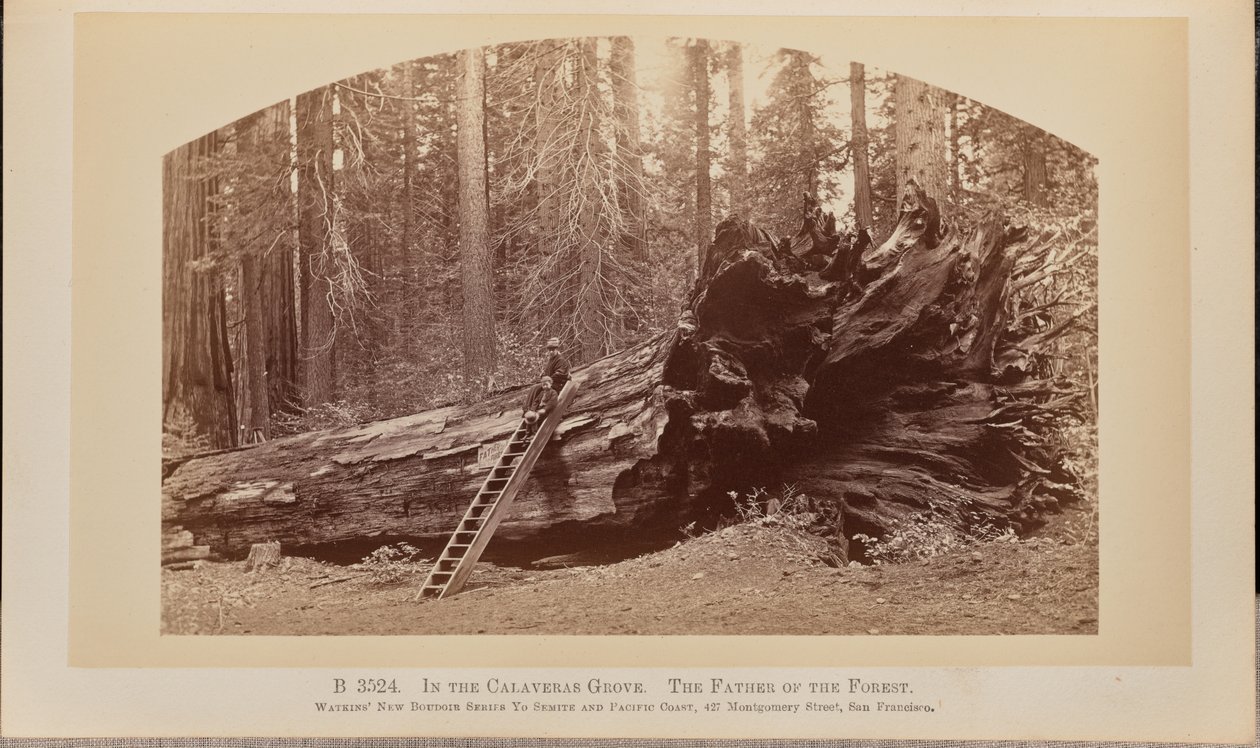 In de Calaveras-bossen. De vader van het bos door Carleton Watkins