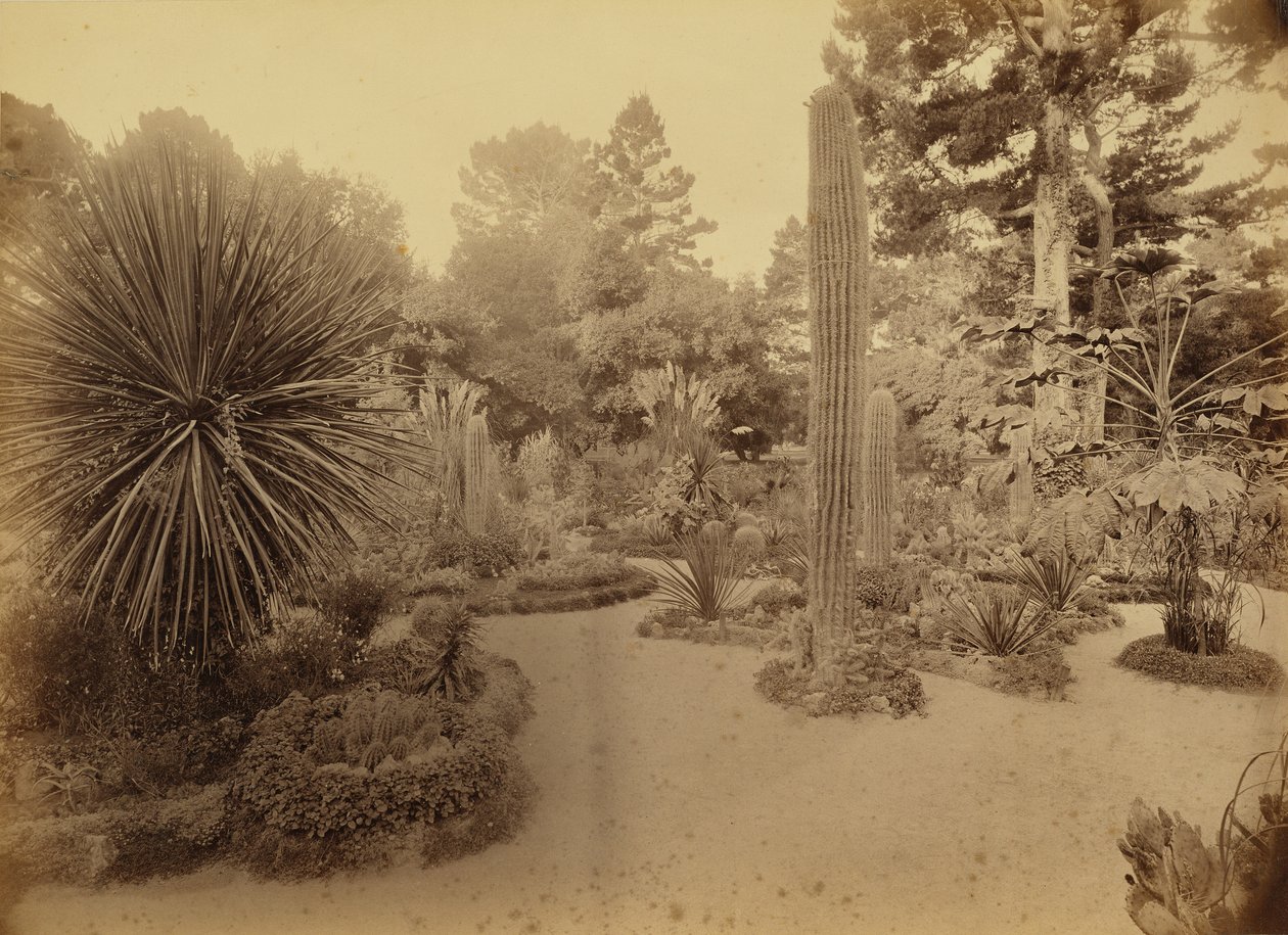[Monterey, Californië. Arizona Garden, Hotel Del Monte]. door Carleton Watkins