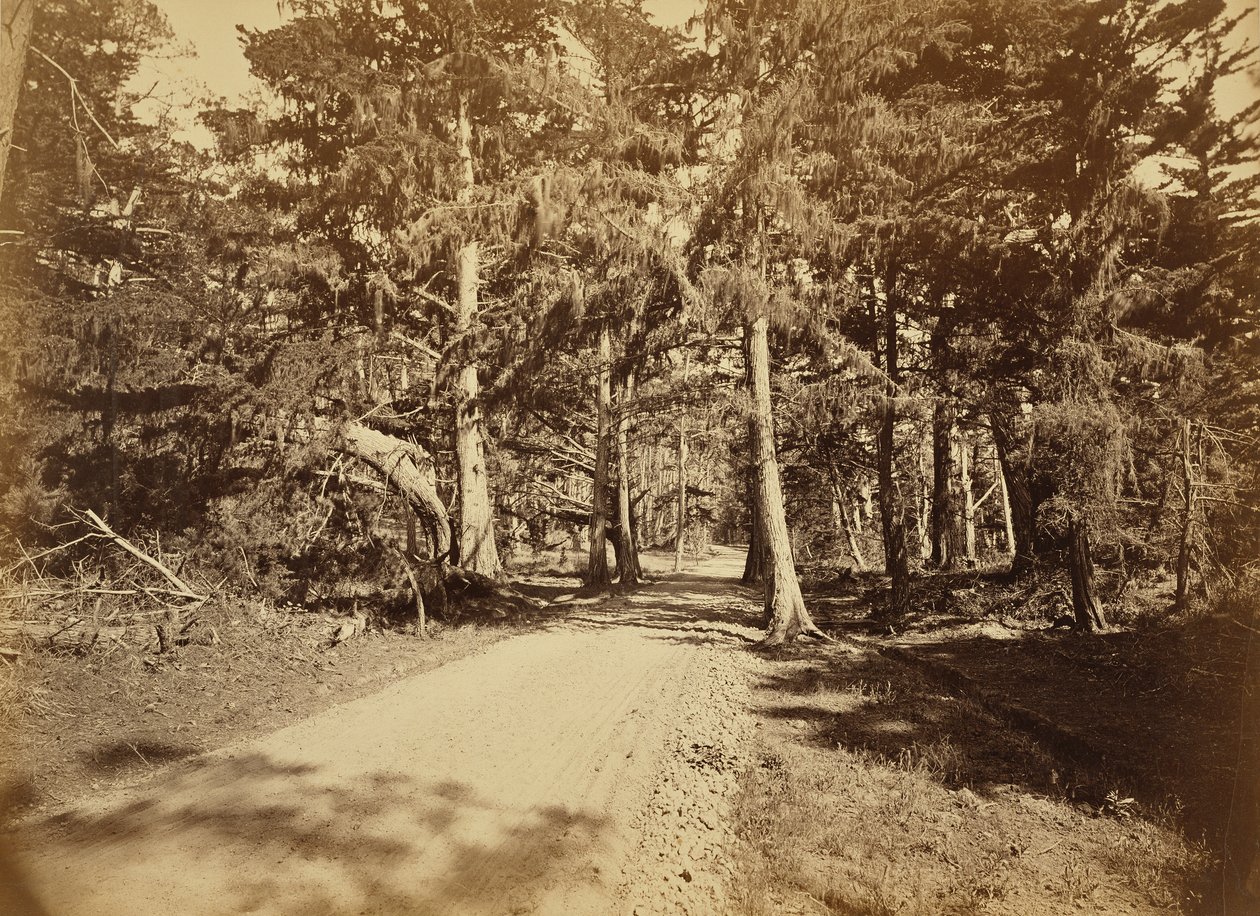 [Monterey, Californië. Moss Avenue, 18 Mile Drive]. door Carleton Watkins
