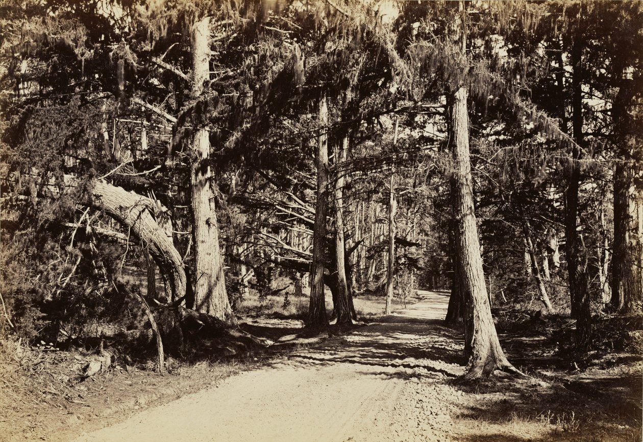 [Weg door een cipressenbosje] door Carleton Watkins