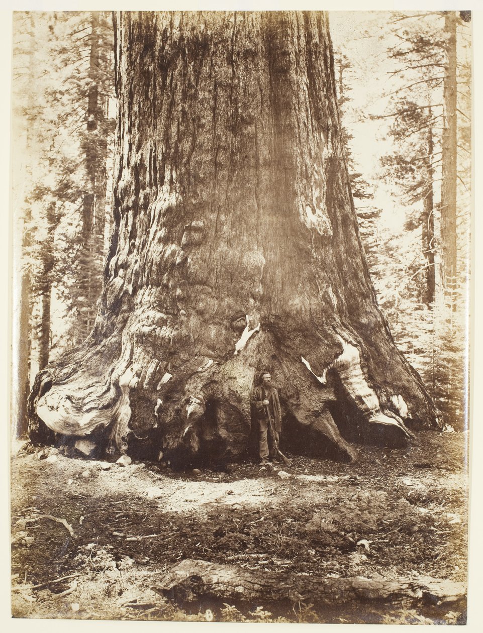 Sectie van de Grizzly Giant met Galen Clark, Mariposa Grove, Yosemite door Carleton Watkins