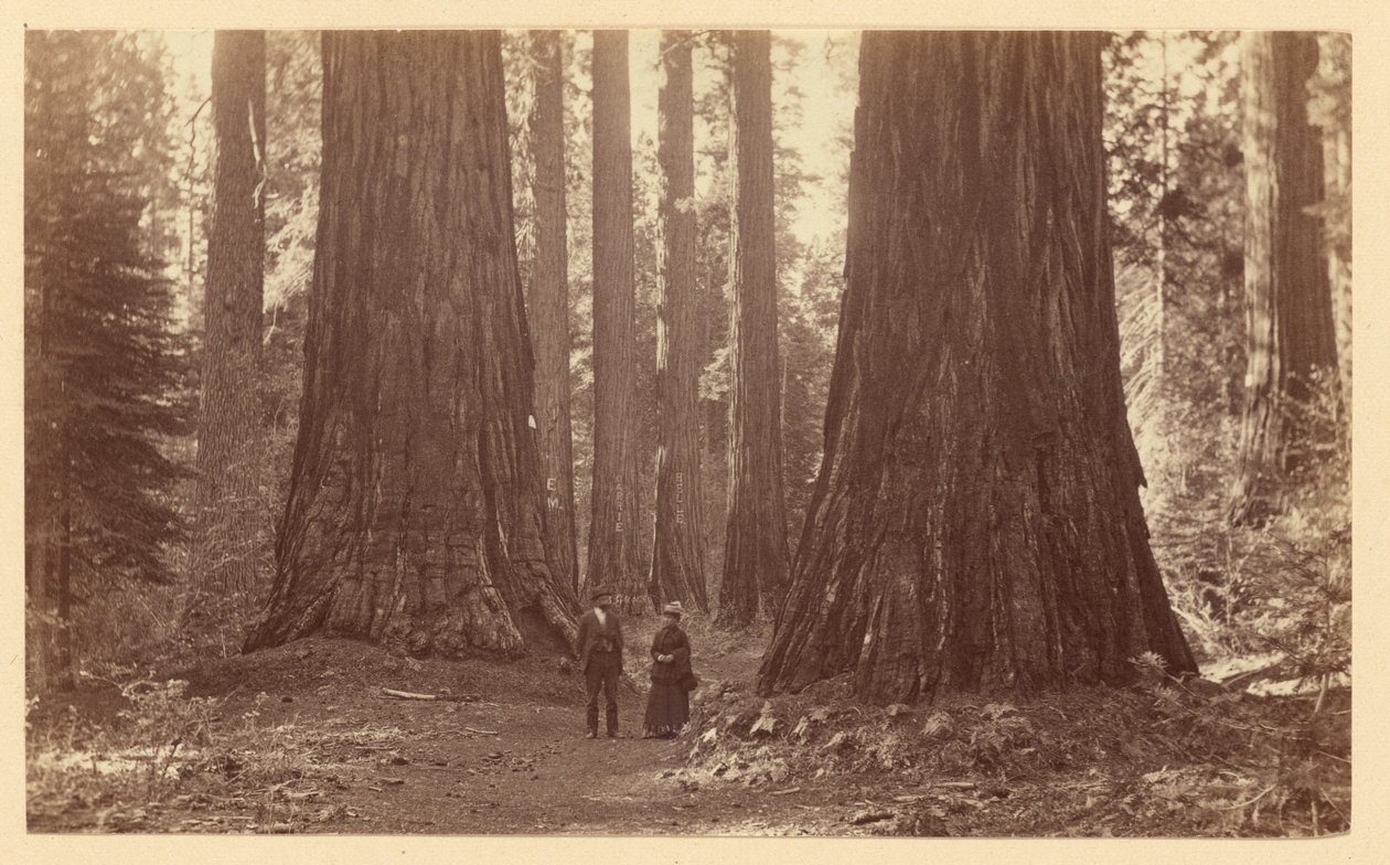 De drie Gratiën, Calaveras Grove door Carleton Watkins