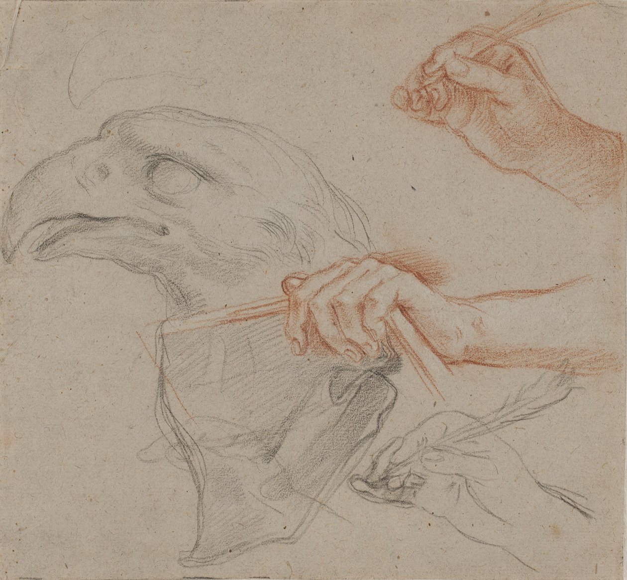 Studie voor een adelaarskop, drie studies voor een hand met een veer, en een studie voor een hand met een boek door Carlo Maratti