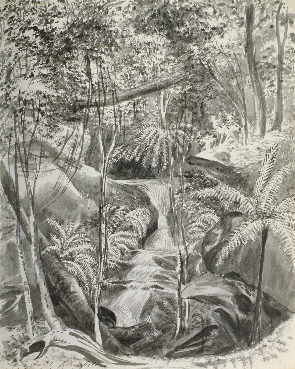Jungle studie door Caroline Louisa Meredith
