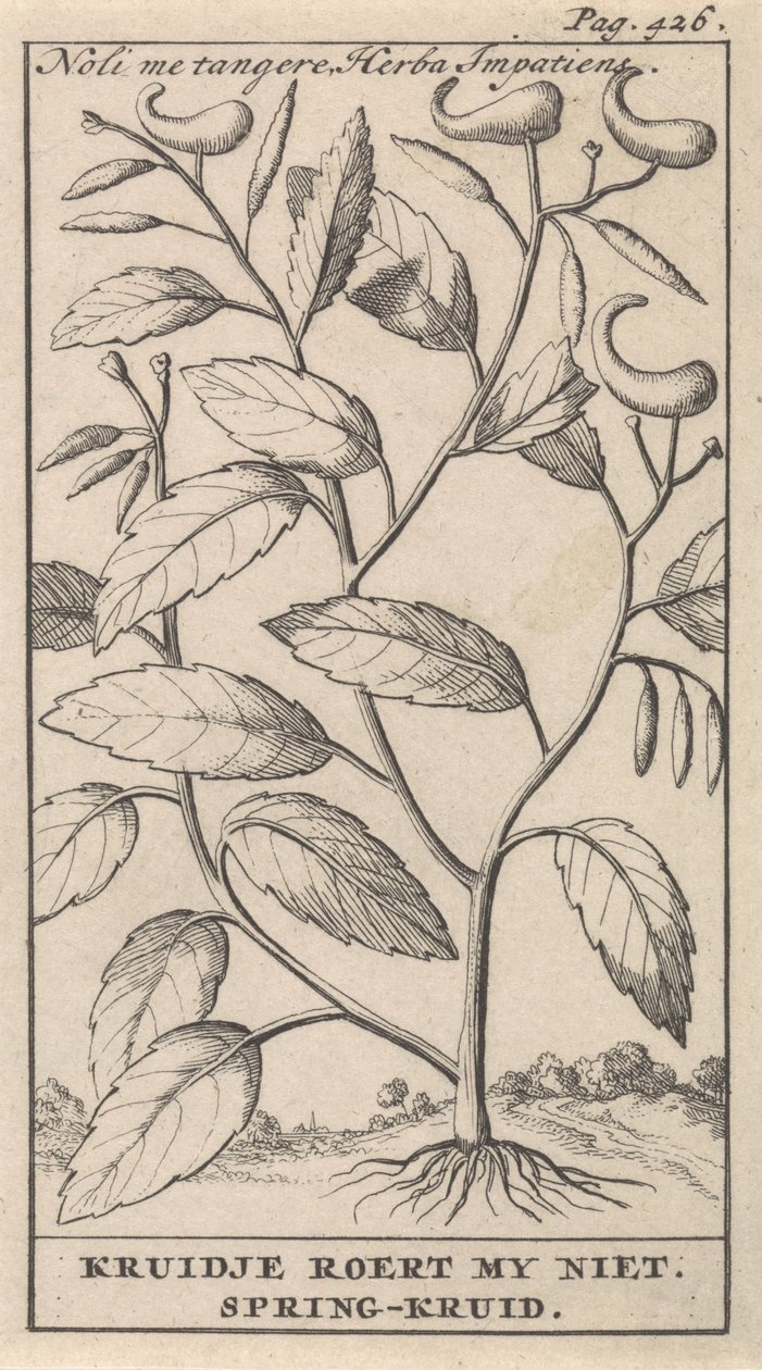 Springkruid door Caspar Luyken