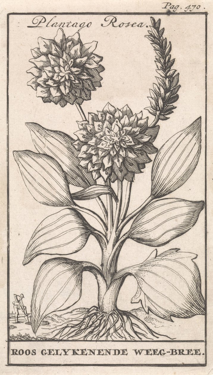 Titelpagina en acht prenten met bloemen Weegbree Plantago Rosea / Roos gelykenende Weeg-bree door Caspar Luyken