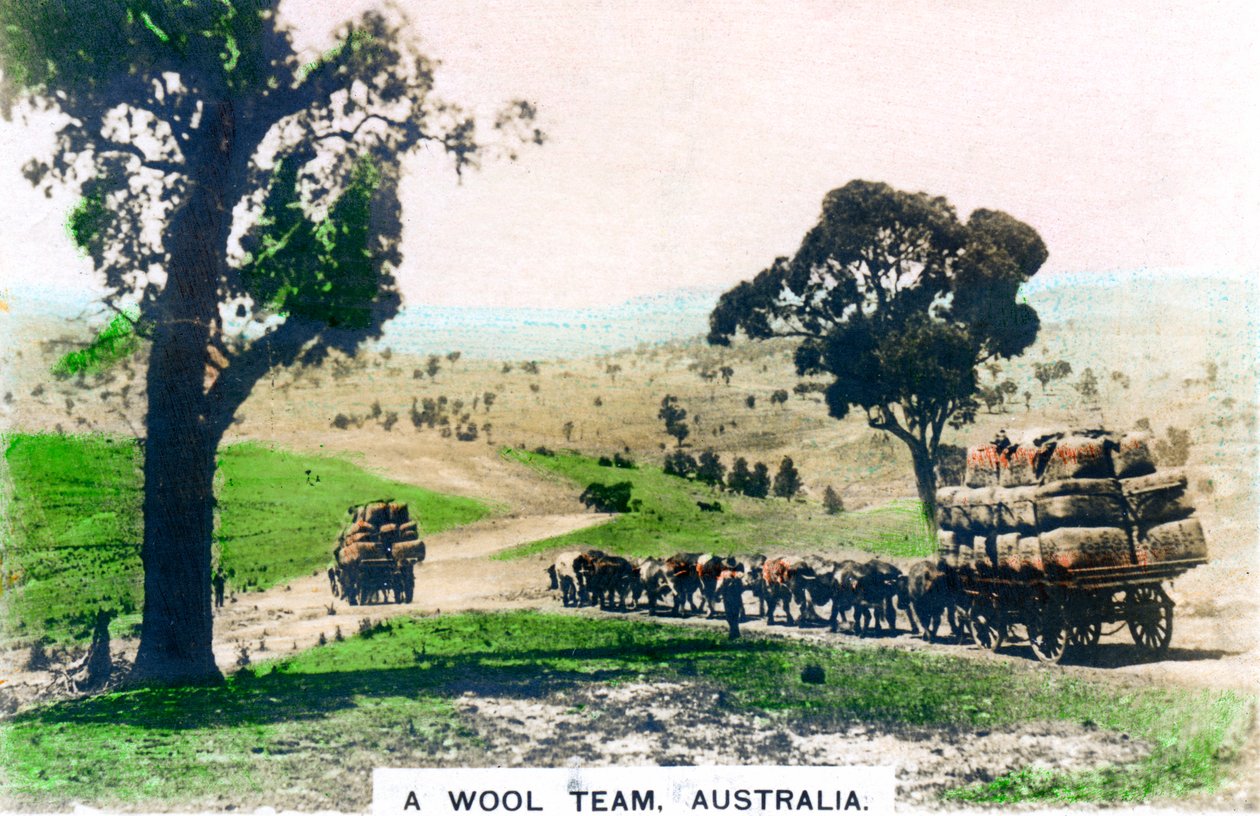 Een wolteam, Australië, c1920s door Cavenders Ltd