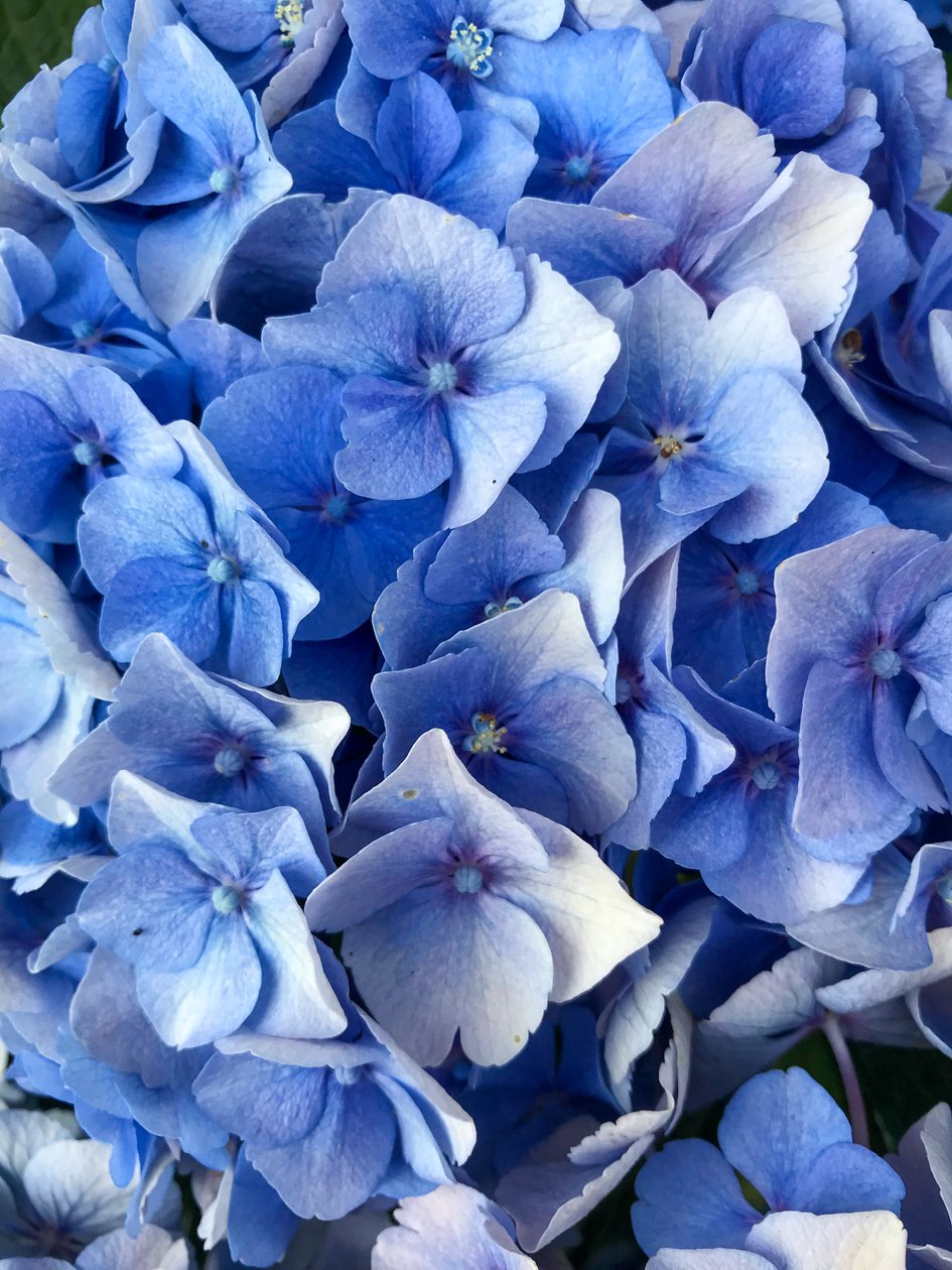 Compositie - Bloemen, 2019 (foto) door Cécile Jamet