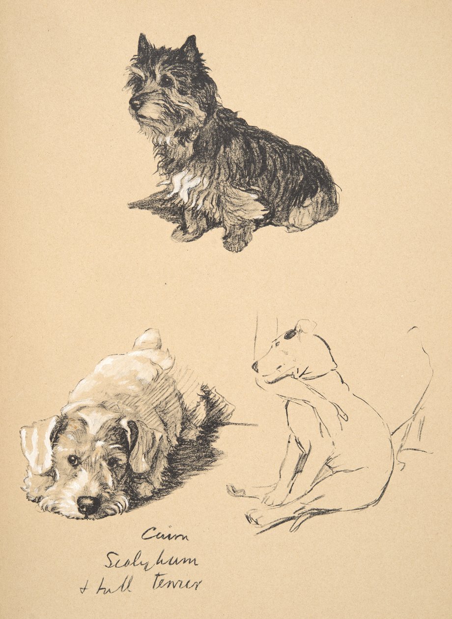 Cairn, Sealyham en Bull Terrier, 1930, Illustraties uit zijn Schetsboek gebruikt voor Just Among Friends, Aldin, Cecil Charles Windsor (1870-1935), later uitgegeven door Eyre and Spottiswoode Limited, 1934 door Cecil Charles Windsor Aldin
