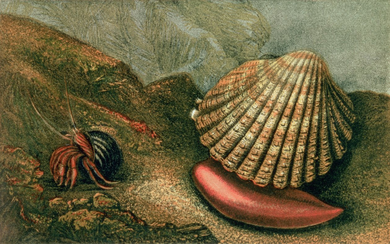 Cardum Rusticum en Pagurus Bernhardi in een Alikruikschelp, uit 