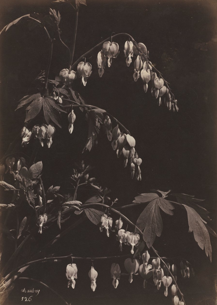 Floraal Stilleven Bleeding Hearts, c. 1865 door Charles Aubry