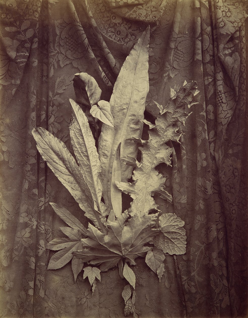 [Studie van bladeren op een achtergrond van bloemenkant], 1864 door Charles Aubry