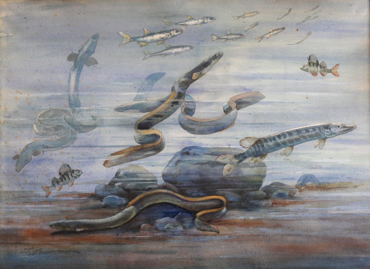 Zeevis, ca. 1907 door Charles Bernier
