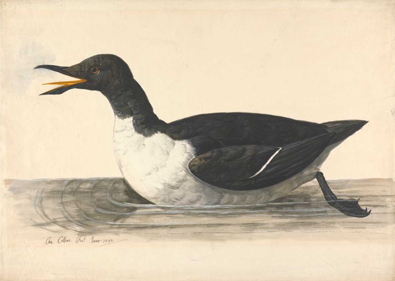 Een Zeekoet, juni 1742 door Charles Collins