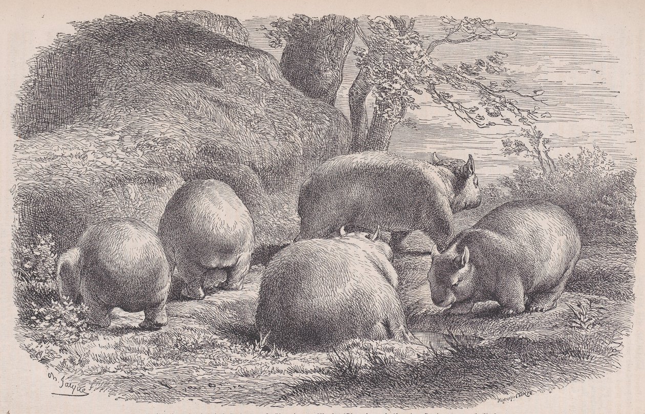 De wombat, uit Le Magasin Pittoresque door Charles Emile Jacque