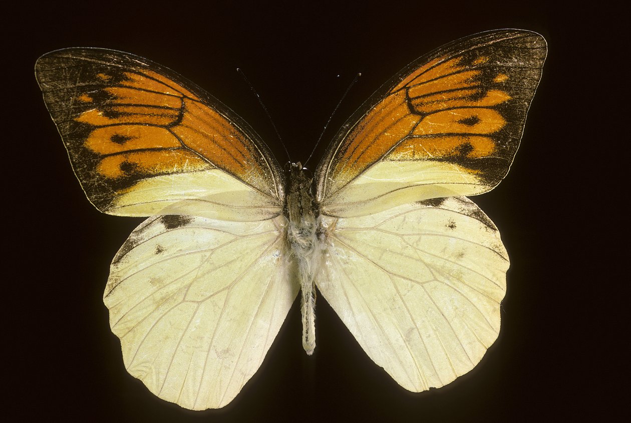 Hebomoia leukippe sulfurea door Augustus Kollner