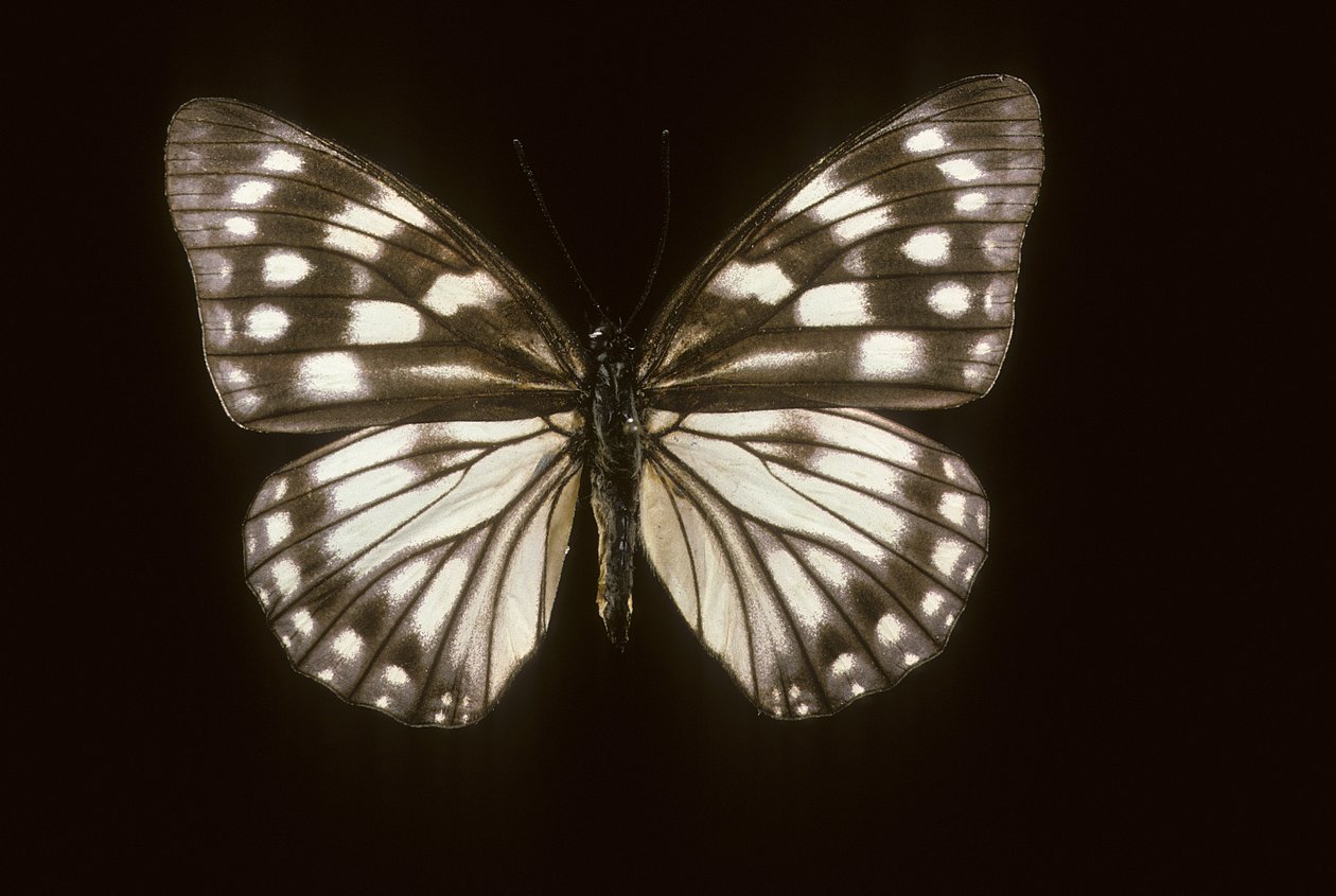 Hestina japonica door Augustus Kollner