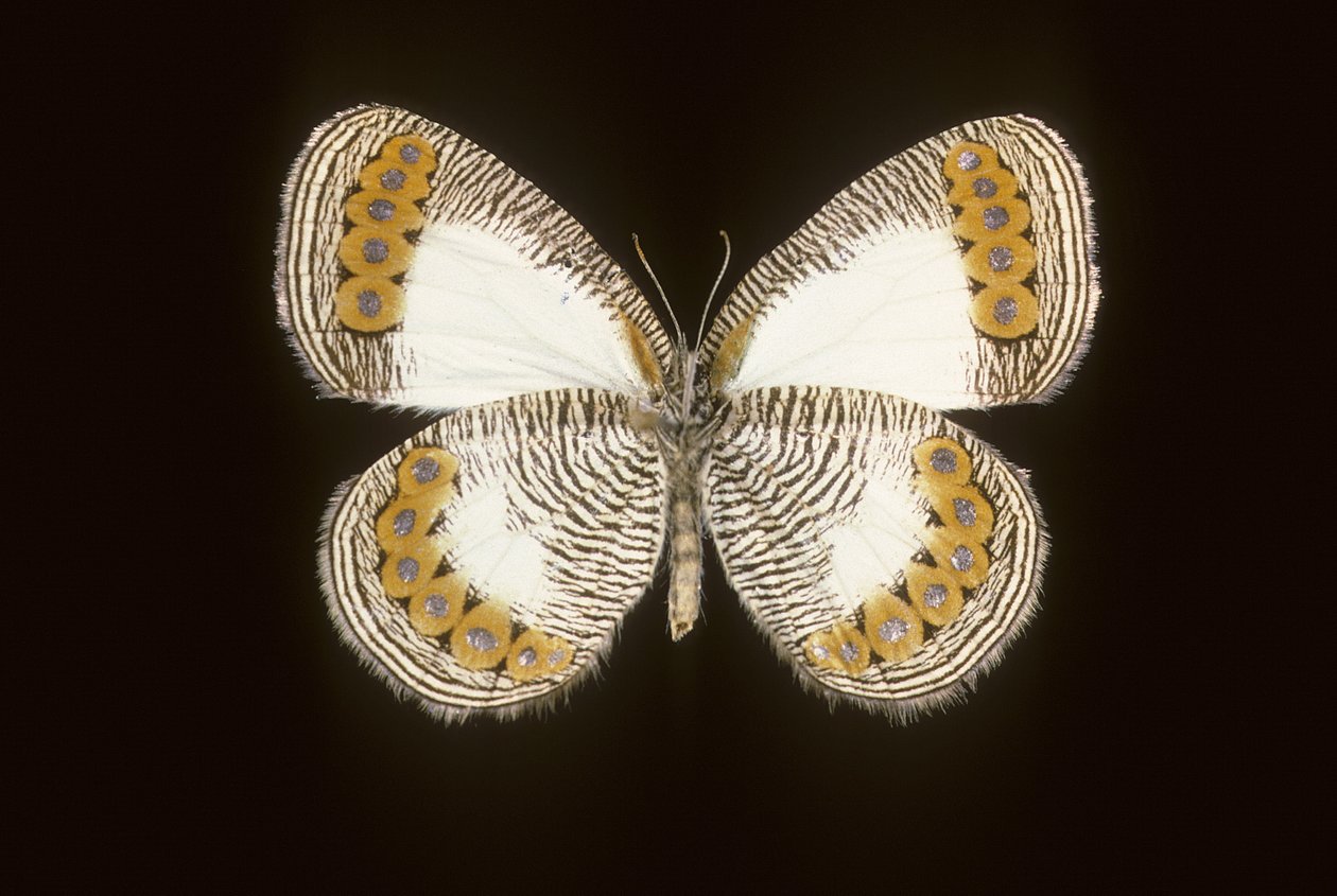 Physcaeneura leda door Augustus Kollner