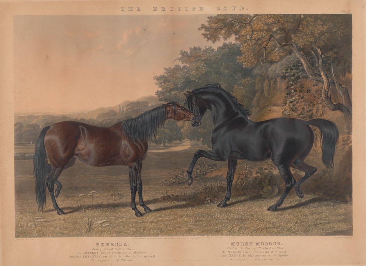 Der britische Zuchtpferd: Pl. 5. "Rebecca" gezüchtet von R. Cock, Esqr. im Jahr 1831; "Muley Moloch" gezüchtet vom Herzog von Cleveland im Jahr 1830 door Charles Hunt