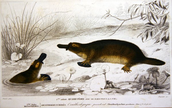 Platypi, illustratie uit 