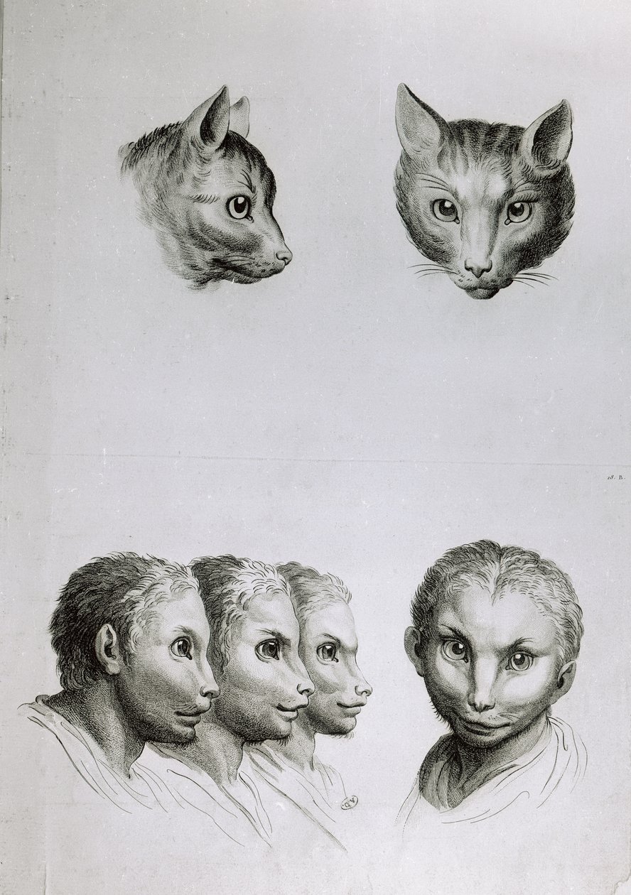 Overeenkomsten tussen het hoofd van een kat en een man, uit 