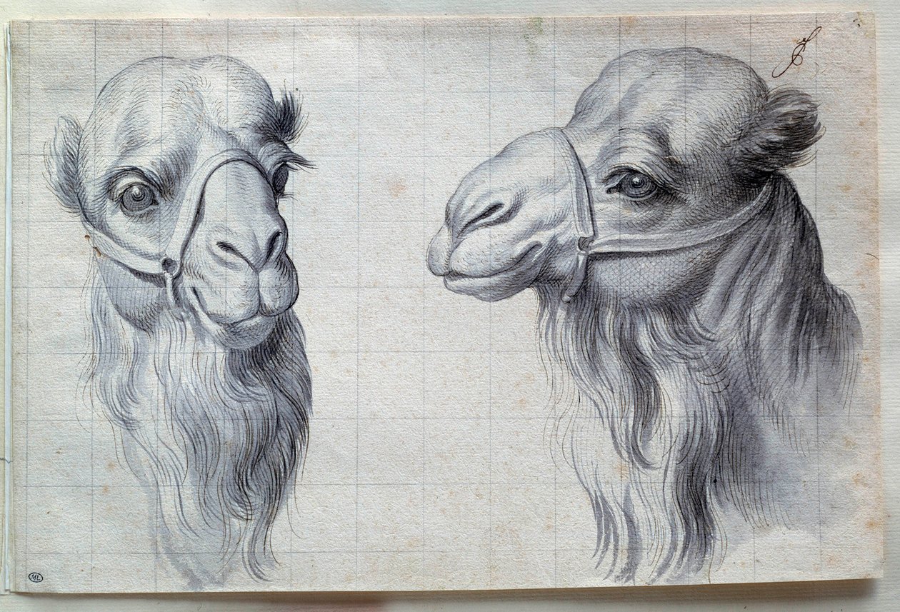 Studies van twee kameelkoppen door Charles Le Brun