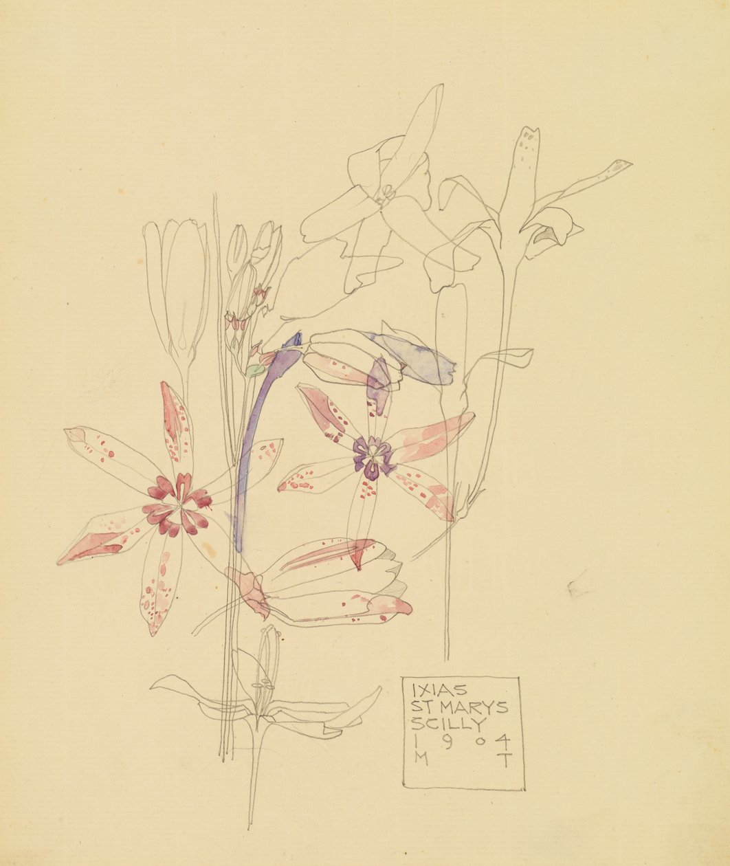Ixias door Charles Rennie Mackintosh