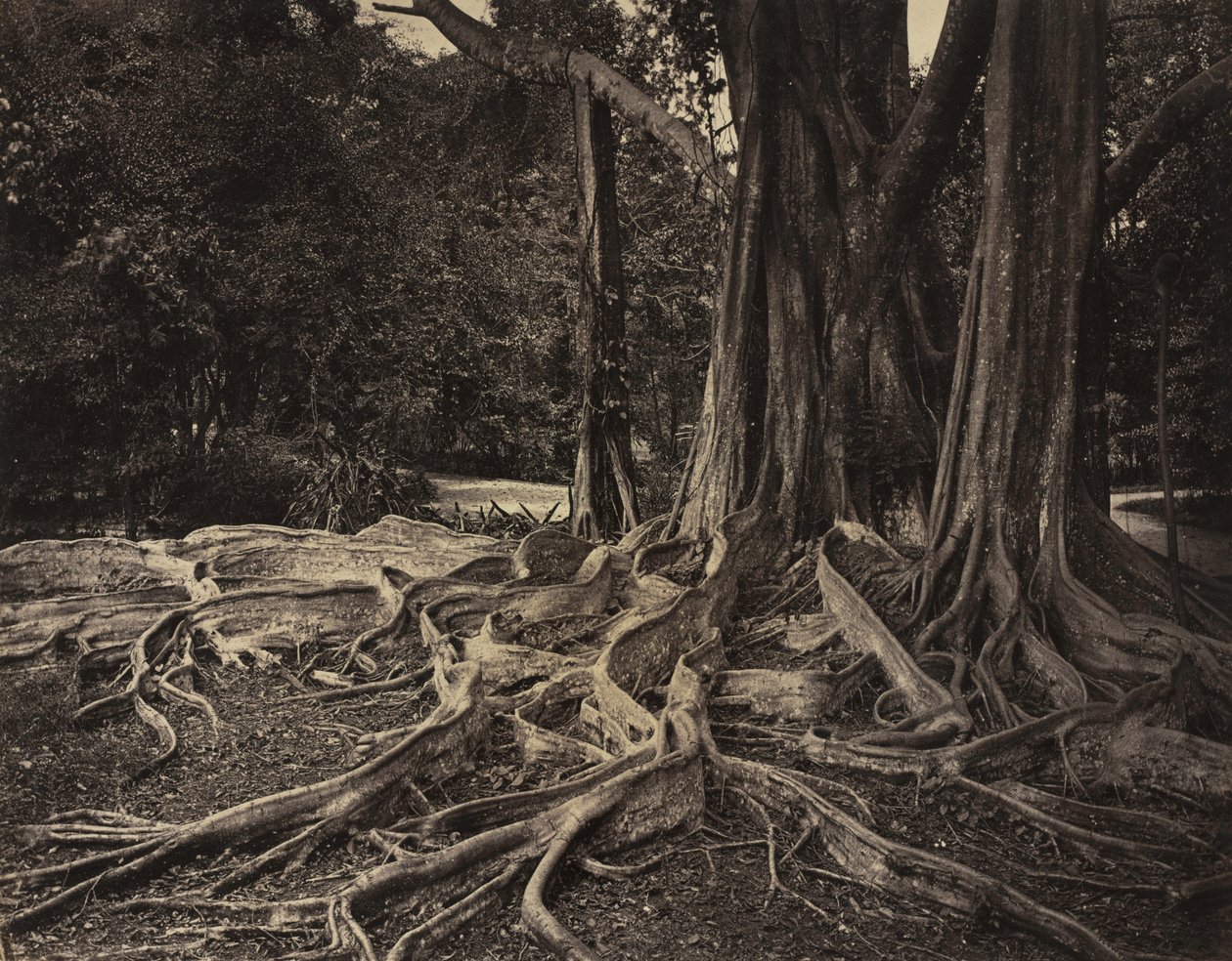 Rubberboom, Assam, India (Ficus Elastica) door Charles T. Scowen