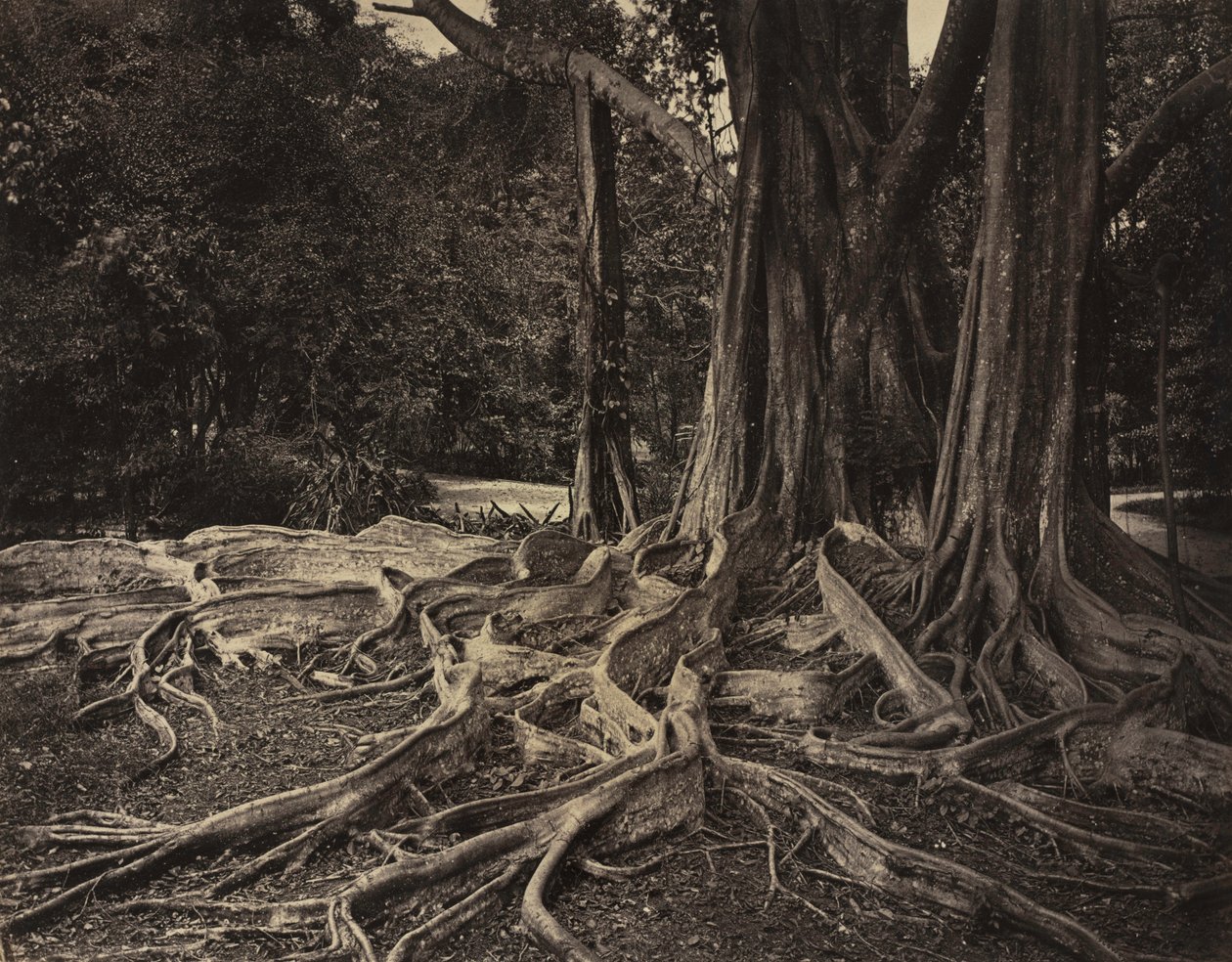 Rubberboom, Assam, India Ficus Elastica door Charles T. Scowen