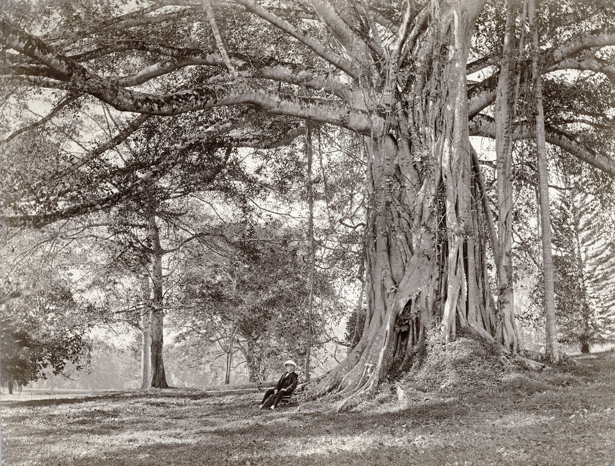 Een heer zittend onder een grote inheemse boom in Brits Ceylon, nu Sri Lanka, 1880s door Charles T Scowen and Co