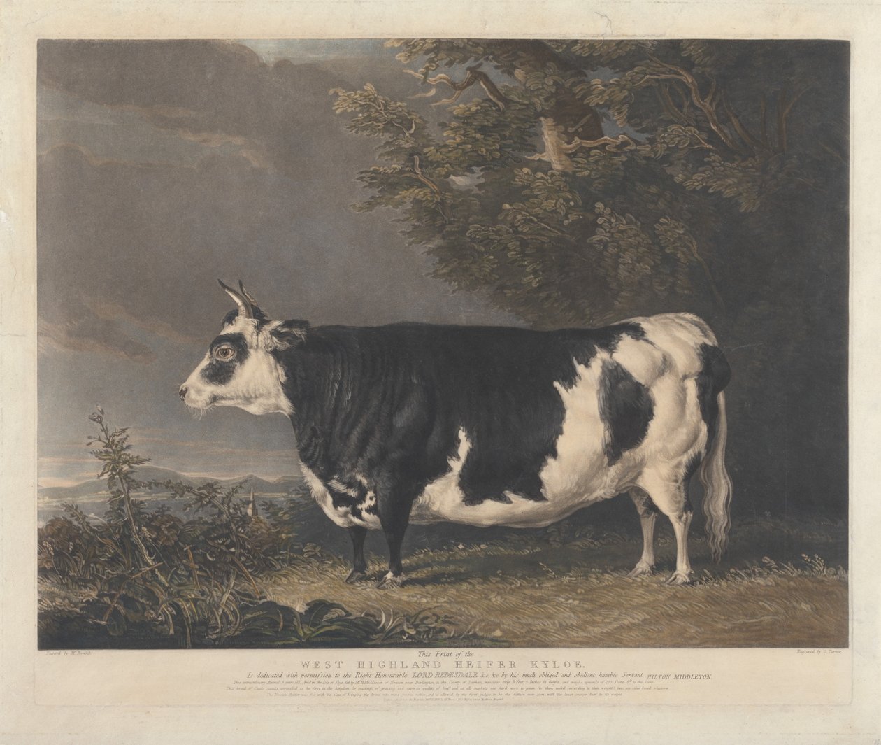 West Highland-vaars Kyloe door Charles Turner
