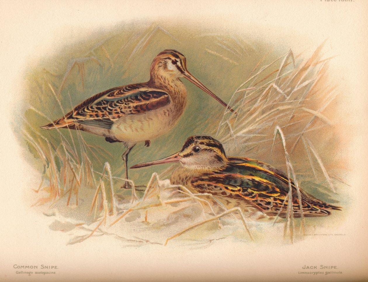 Gewone Snip Gallinago scolopacina, Bokje Limnocryptes gallinula door Charles Whymper