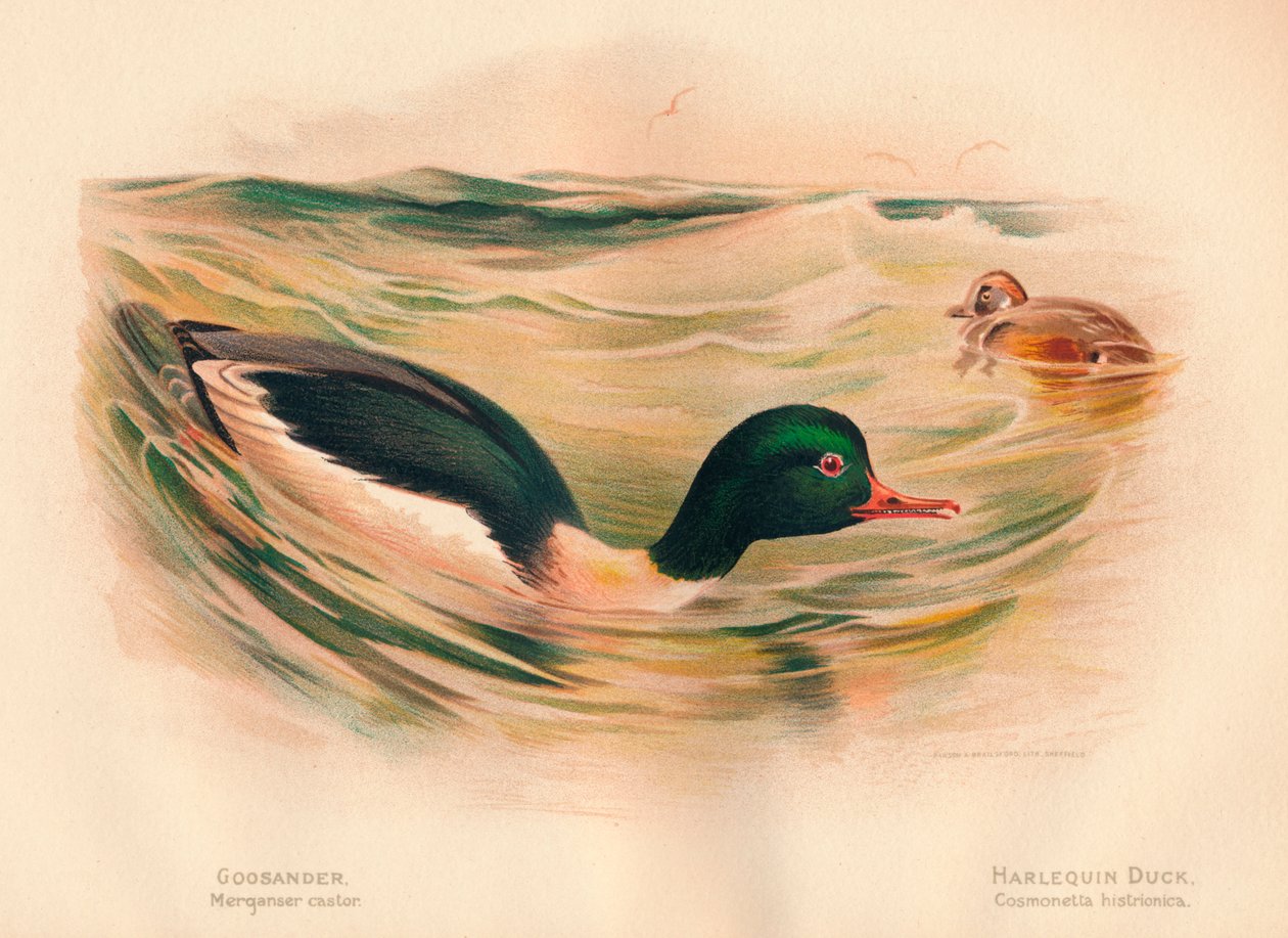 Grote Zaagbek Mergus merganser, Harlekijneend Histrionicus histrionicus, 1900 door Charles Whymper