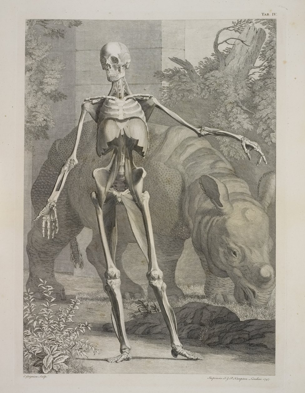 Skelet en neushoorn, Tabellen van het skelet en de spieren van het menselijk lichaam, door Bernhard Siegfried Albinus door Charles the Elder Grignion