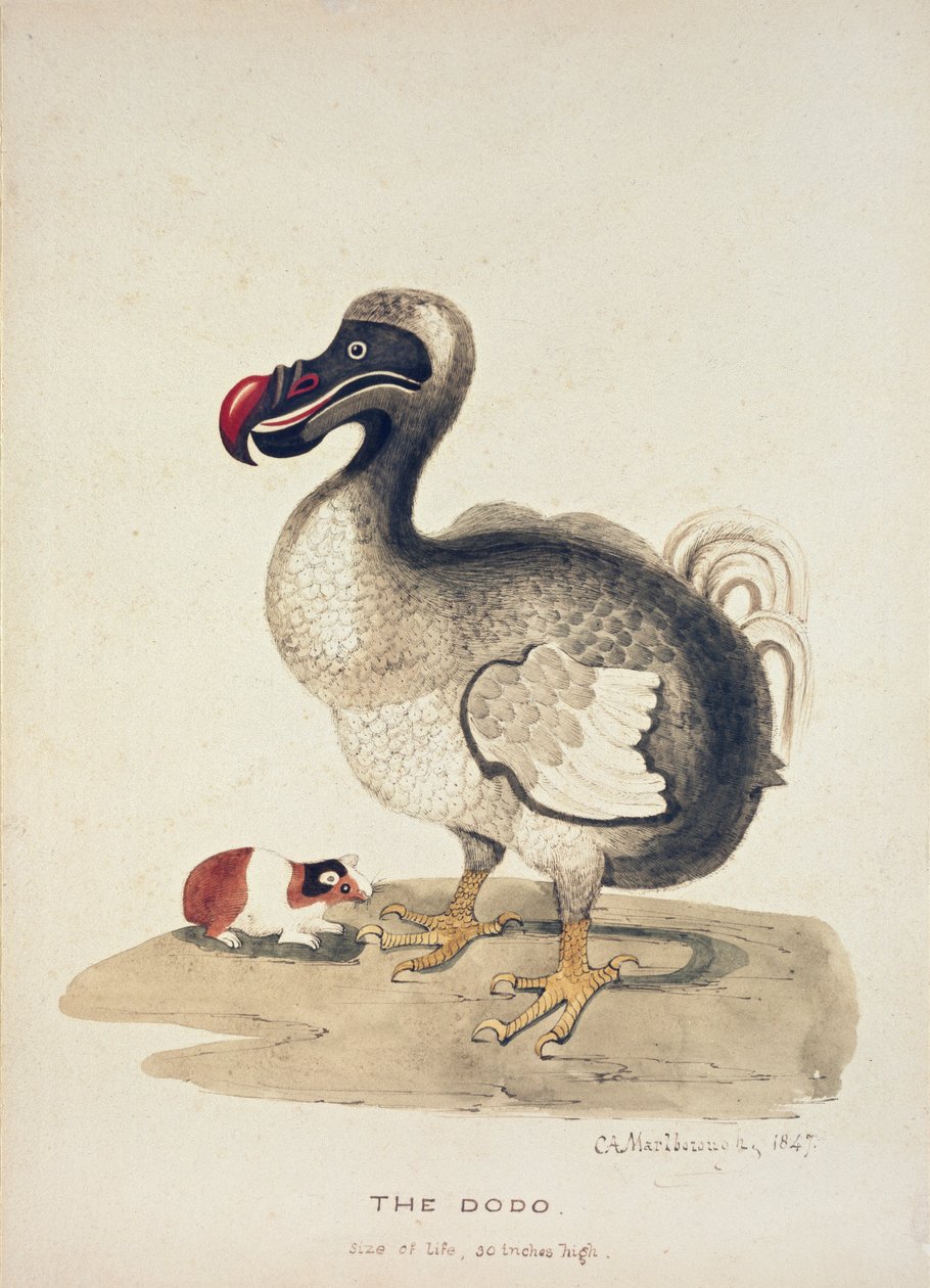 Studie van een Dodo en een Cavia door Charlotte Augusta Spencer Churchill