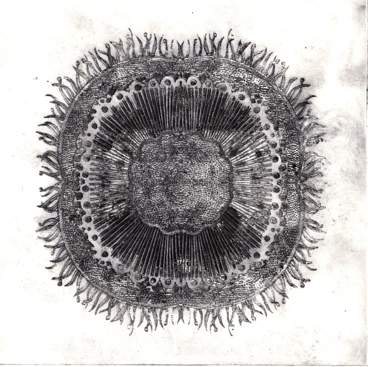 Plantecellen, 2019 door Charlotte Orr